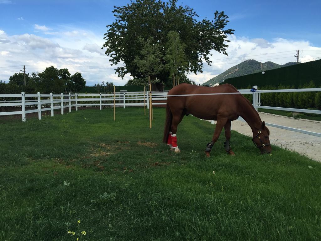 B. Equine Range Hotel Narlidere 외부 사진